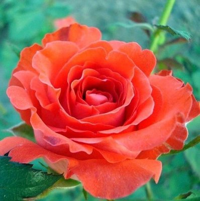 Троянда чайно-гібридна Анжеліка 4821000039472 фото
