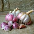 Часник Софіївський , 0.5кг головки