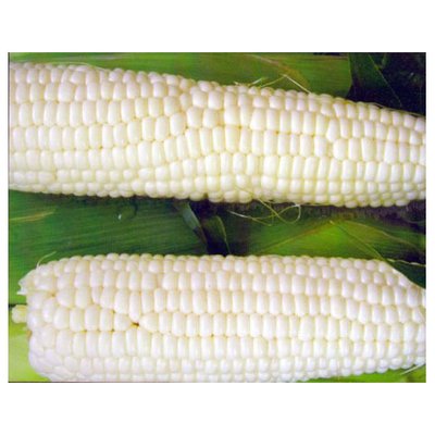 Насіння кукурудзи цукрової Андріївський 10 г (Мнагор) 4821000030950 фото