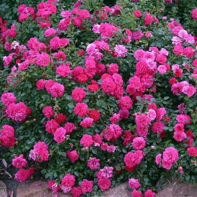 Троянда грунтопокривна Кнірпс (Knirps) 4821000049570 фото