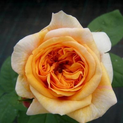 Троянда чайно-гібридна Леандра 4821000043721 фото