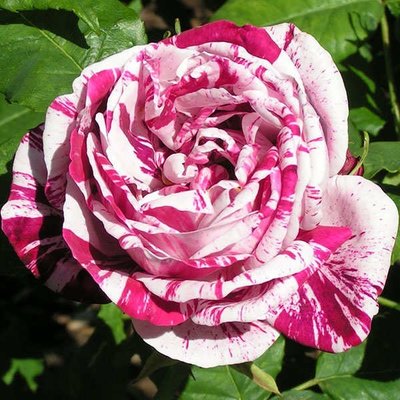 Троянда паркова Ferdinand Pichard (Фердінанд Пішард), шт 2930000001234 фото