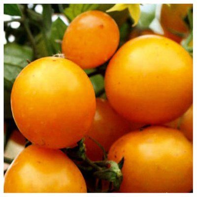 Насіння томату Айсан F1 (KITANO SEEDS), 10 нас(зіппер)