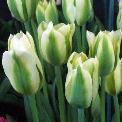 Тюльпан Spring Green (11/12), шт