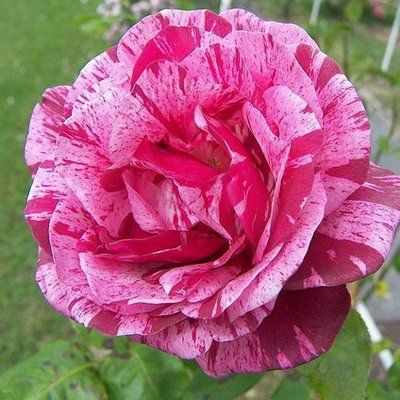 Троянда чайно-гібридна Пінк Інтуішн(Pink Intuition), шт