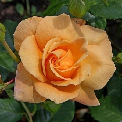 Троянда чайно-гібридна Луі де Фюнес 4821000039601 фото