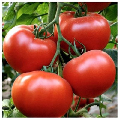 Насіння томату АКСІОМА F1 , 10 нас (зіппер) 2930000027807 фото