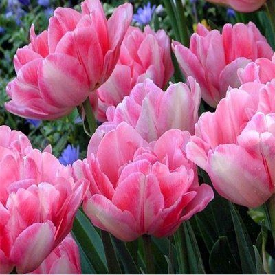 Тюльпан Monte Pink (11/12), шт