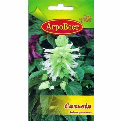 Насіння квітів Сальвія біла, 10 шт (АгроВест)