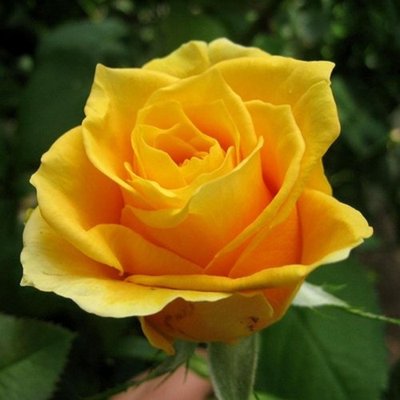 Троянда чайно-гібридна Папілон 4821000039618 фото