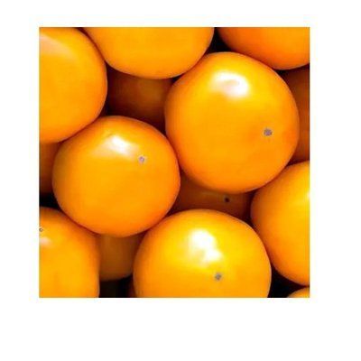 Насіння томату Ямамото F1 (KITANO SEEDS), 5 нас( зіппер)
