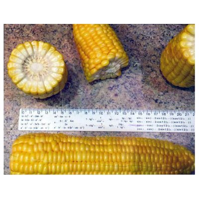 Насіння кукурудзи цукрової Багратіон 20 г (Мнагор) 4821000030929 фото
