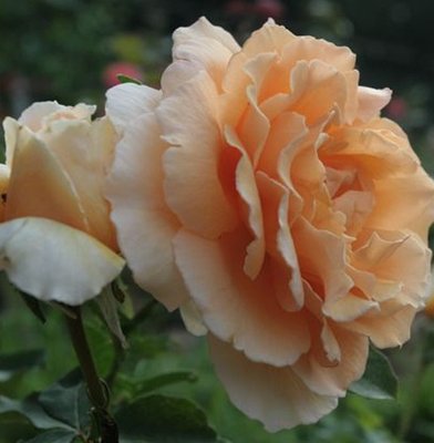Троянда англійська Персикове диво (Peach Miracle) 4821000049518 фото