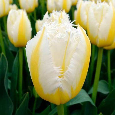 Тюльпан Lemon Beauty, шт