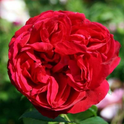 Троянда паркова Red Eden Rose 4821000039779 фото