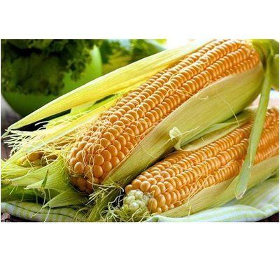 Насіння кукурудзи Дейнеріс F1 , 5 г(Агровест)