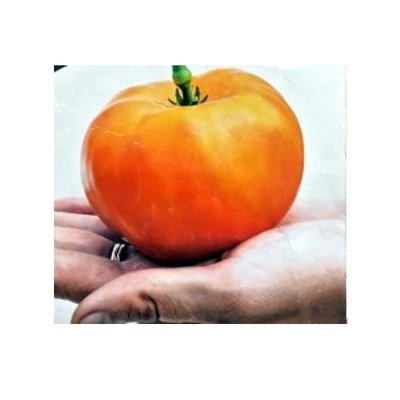 Насіння томату Амана Оранж, 20 нас (зіппер) 2930000027753 фото