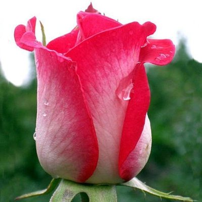 Троянда чайно-гібридна Ранок Парижу 4821000043738 фото