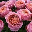 Троянда чайно-гібридна Романтік Антік (Romantic Antike), шт