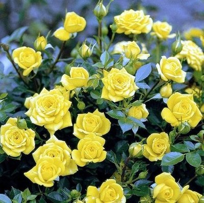 Троянда бордюрна Жовта лялька 4821000039984 фото