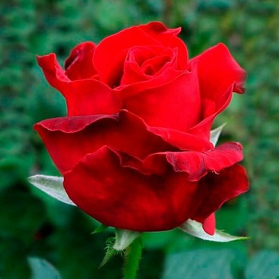 Троянда чайно-гібридна Ред Берлін (Red Berlin) 2230000005127 фото
