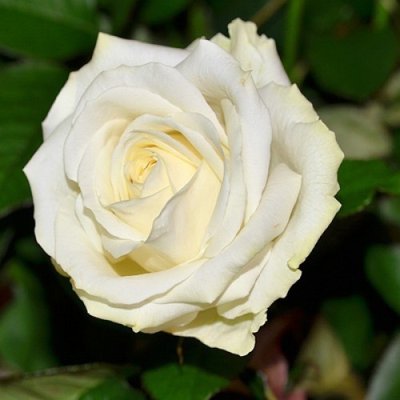 Троянда чайно-гібридна Атена 4821000039519 фото
