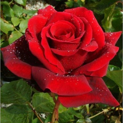Троянда чайно-гібридна Роял Вільям 4821000043752 фото