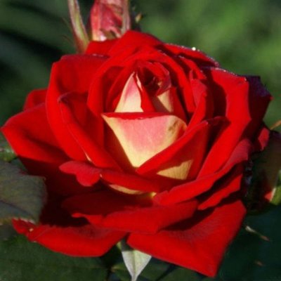 Чайно-гібридна троянда Friendship (Френдшип), шт 2930000001326 фото