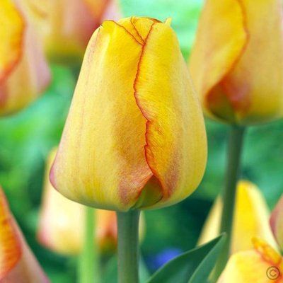 Тюльпан Blusning Apeldoorn, шт