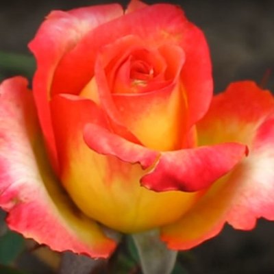 Троянда чайно-гібридна Утопія (Utopia) 4821000049679 фото