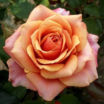 Троянда чайно-гібридна Чері Бренді 4821000043745 фото