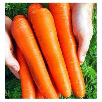 Насіння моркви Королева осені 1 кг (Польша) 4821000095270 фото