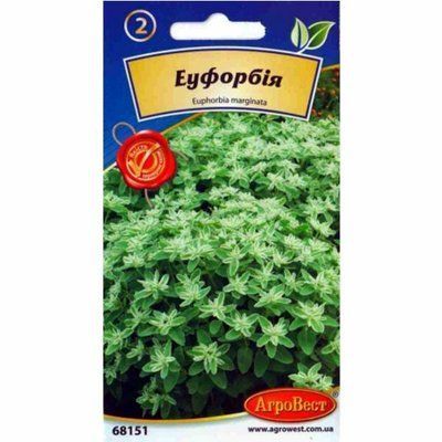 Квіти Еуфорбія 0,5 г (АгроВест)