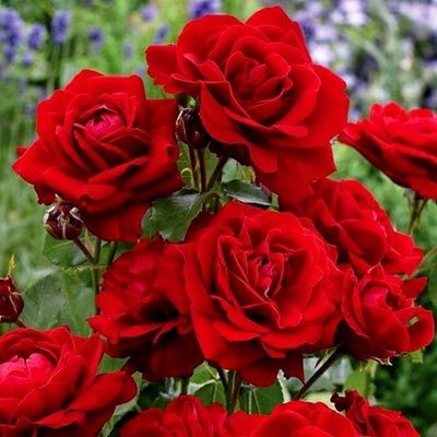 Троянда патіо Лілі Марлен 4821000039922 фото