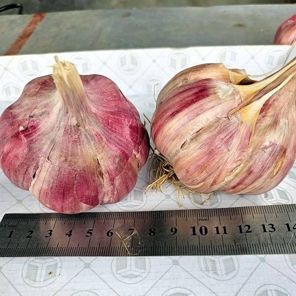 Часник Іспанський Рубін (фракція 45-60+) 0,2 кг