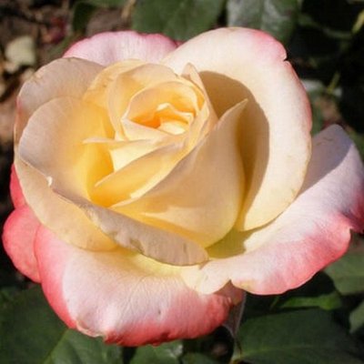 Троянда чайно-гібридна Белла Перла 4821000039533 фото
