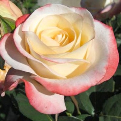 Троянда чайно-гібридна Ла Перла 4821000047002 фото
