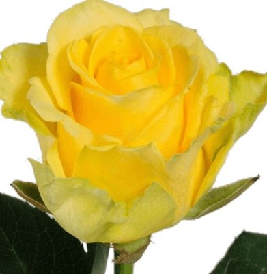 Троянда чайно-гібридна Пенні Лейн (Penny Lane) 4821000049655 фото