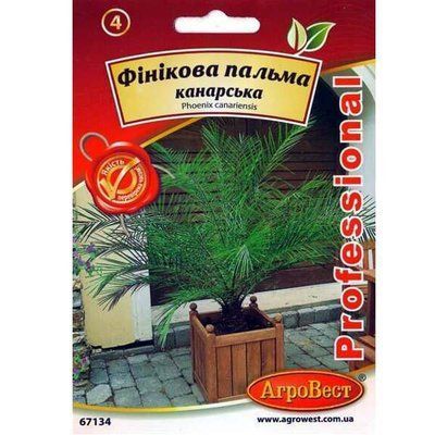 Насіння пальми фінікової канарська 5 шт (АгроВест)