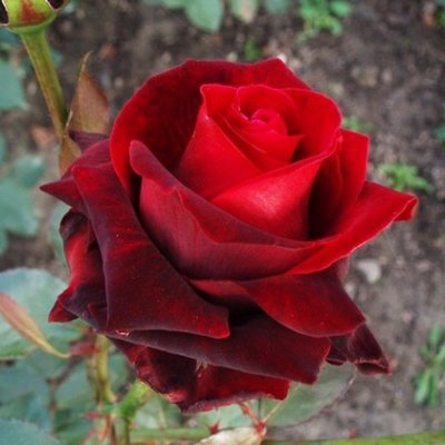 Троянда плетиста Норіта 4821000043776 фото