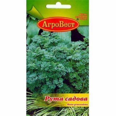 Насіння лікарської рослини Рута садова 0,2 г (АгроВест)