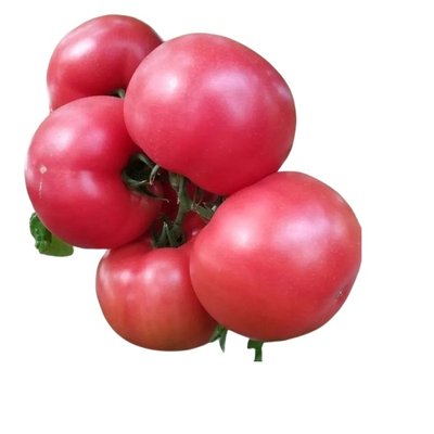 Насіння томату Малдуо F1, 5 нас(SYNGENTA) (зіппер) 2930000027579 фото