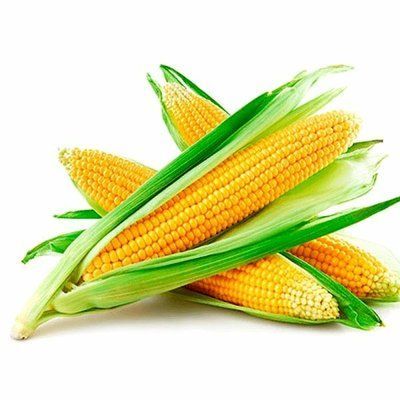 Насіння кукурудзи цукрової Ласунка, кг