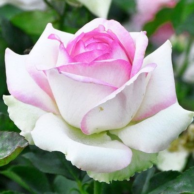 Троянда чайно-гібридна Белла Віта 4821000039526 фото