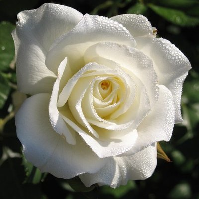 Троянда чайно-гібридна Маруся 4821000047033 фото