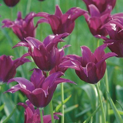 Тюльпан Burgundy (10/11), шт