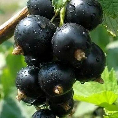 Смородина чорноплідна Бен Гарен, шт