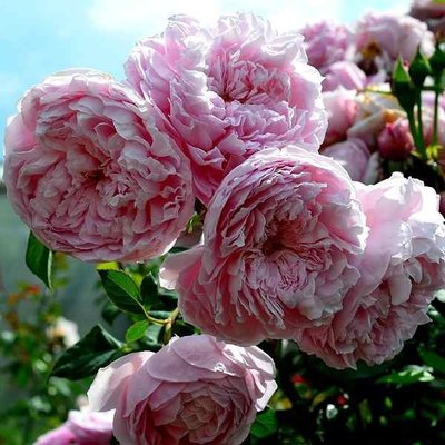 Троянда плетиста Шарика Асма 4821000047019 фото