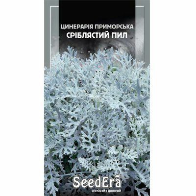 Насіння квітів Циненарія приморська Сріблястий пил 0,1 г (Seedera)