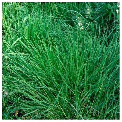Насіння трави Райграс, 0,5 кг (КОСТЮК) 4821000039168 фото